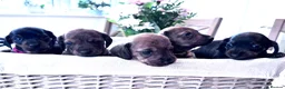 Miniature Dachshund dogs for stud: STUD Mini Dachshund  - Advert 3