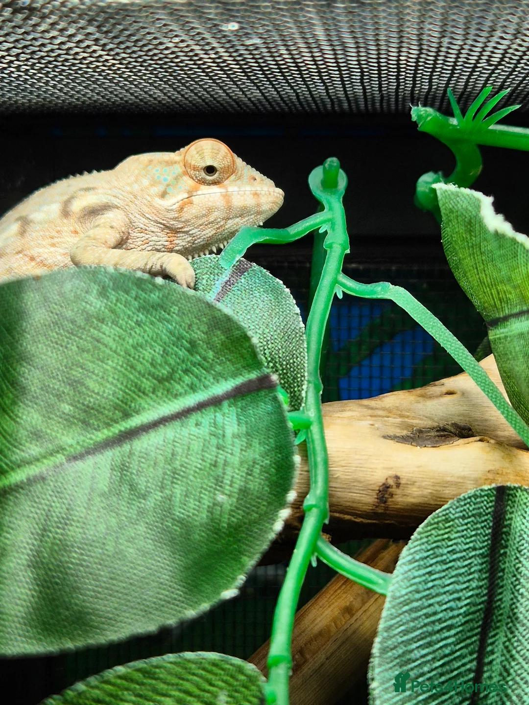 Chameleon reptiles for sale: Baby panther chameleons.  in Taunton - Advert 5