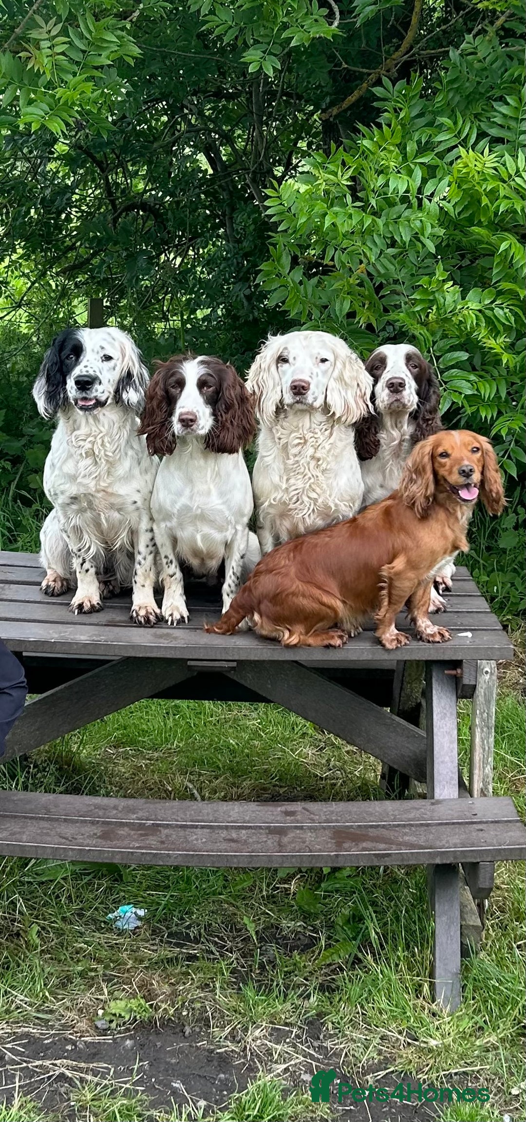 English Springer Spaniel dogs for stud: HEALTHTESTED WORKING ENGLISH SPRINGER SPANIEL in Bishop Auckland - Advert 9