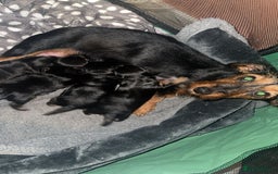 Mixed Breed dogs for sale: Dachshund x Chorkie - Image 1