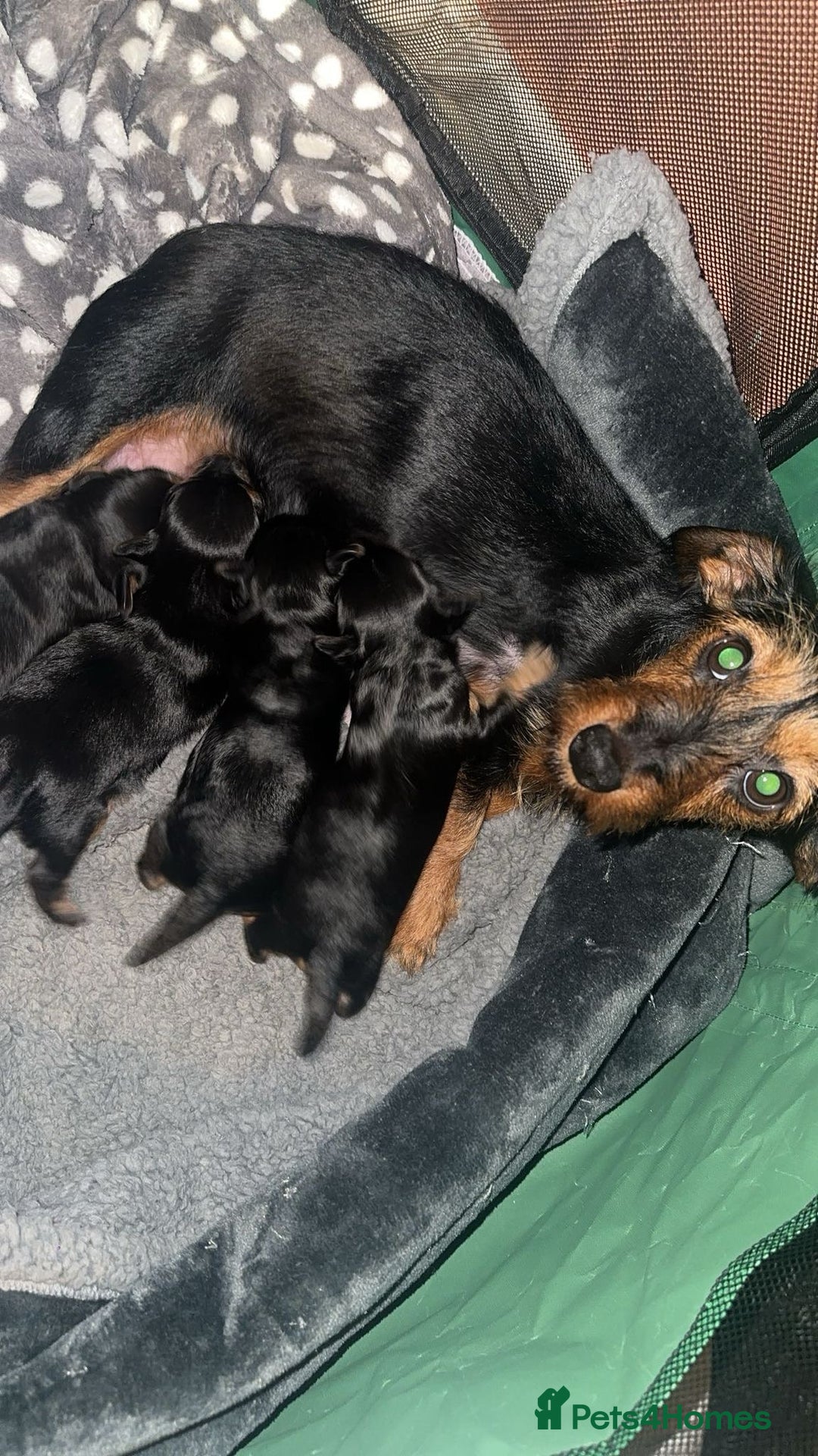 Mixed Breed dogs for sale: Dachshund x Chorkie - Image 1