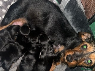 Mixed Breed dogs - Advert 1