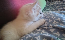 American Shorthair cats for sale: 2 boys for sale  - Image 7