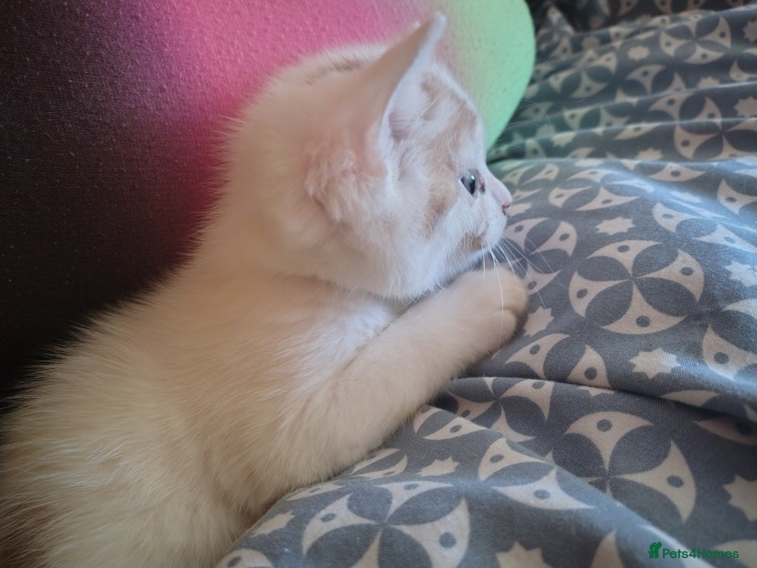 American Shorthair cats for sale: 2 boys for sale  - Image 7