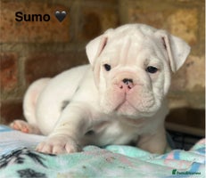 English Bulldog dogs 🌟 health tested parents 🌟 Olde English Puppies🌟 - Advert 1