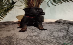 Belgian Shepherd Dog dogs for sale: Stunning Belgian Mali Pups - Image 15