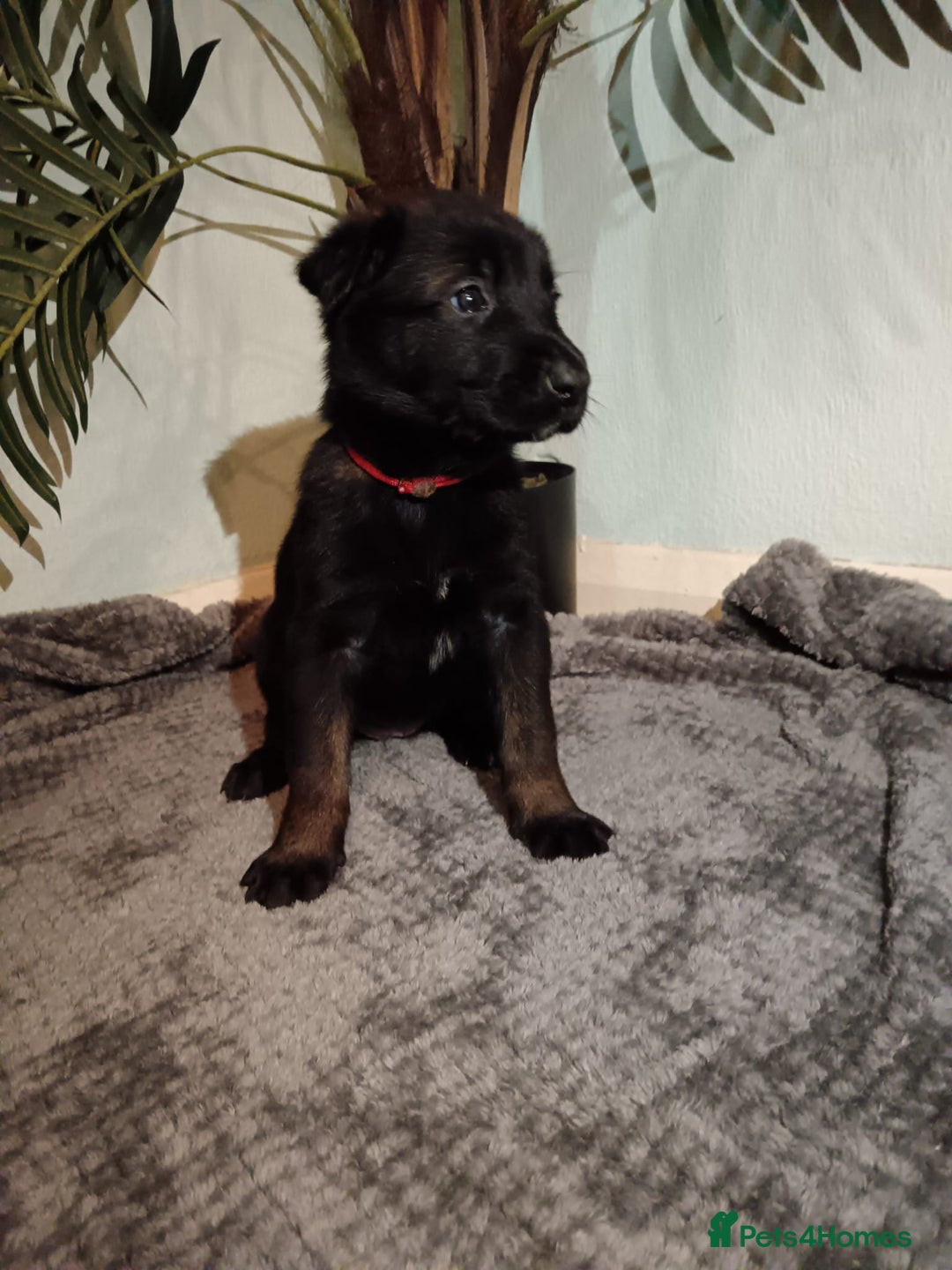 Belgian Shepherd Dog dogs for sale: Stunning Belgian Mali Pups - Image 15