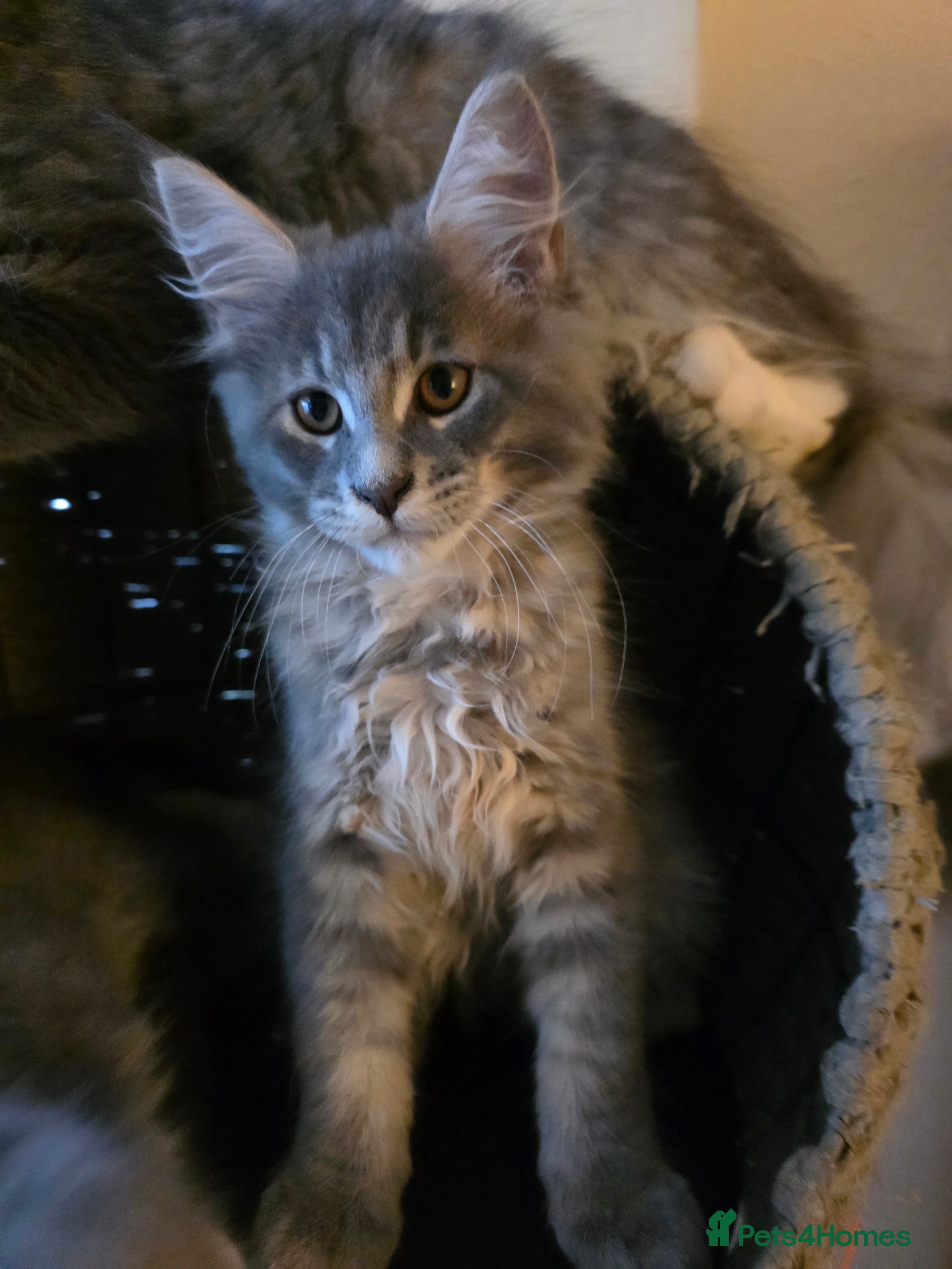 Maine Coon cats Champion Blood Maine Coon One Boy Left  - Advert 18