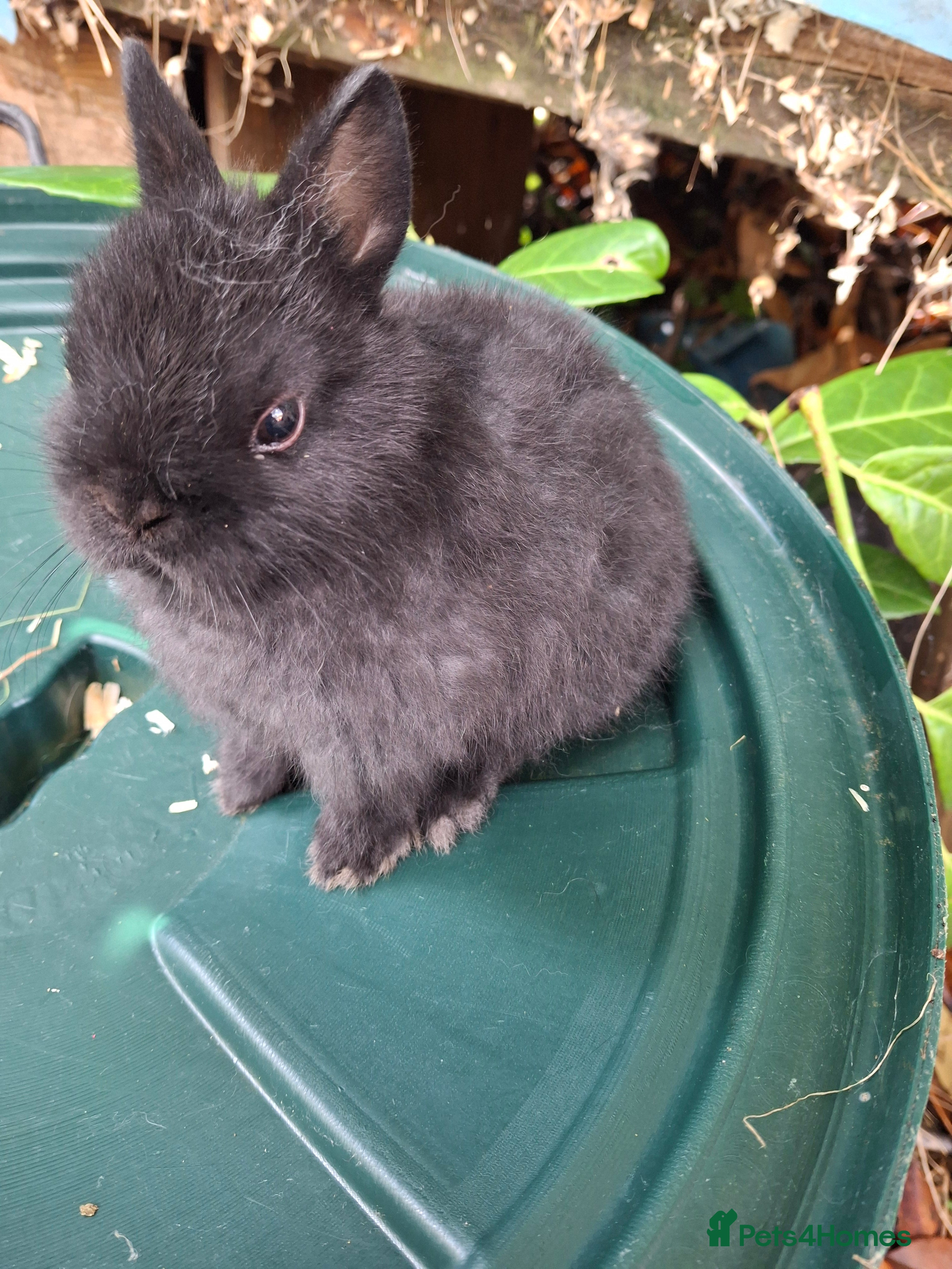 Netherland Dwarf rabbits Beautiful baby netherland dwarf female - Advert 14