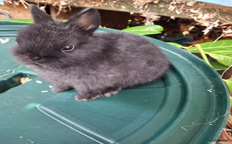 Netherland Dwarf rabbits - Advert 4