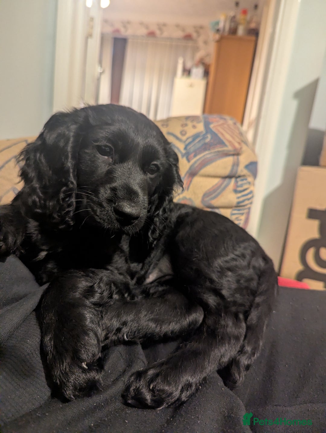 Cocker Spaniel dogs for sale: Working Cocker Spaniel puppies - Advert 34