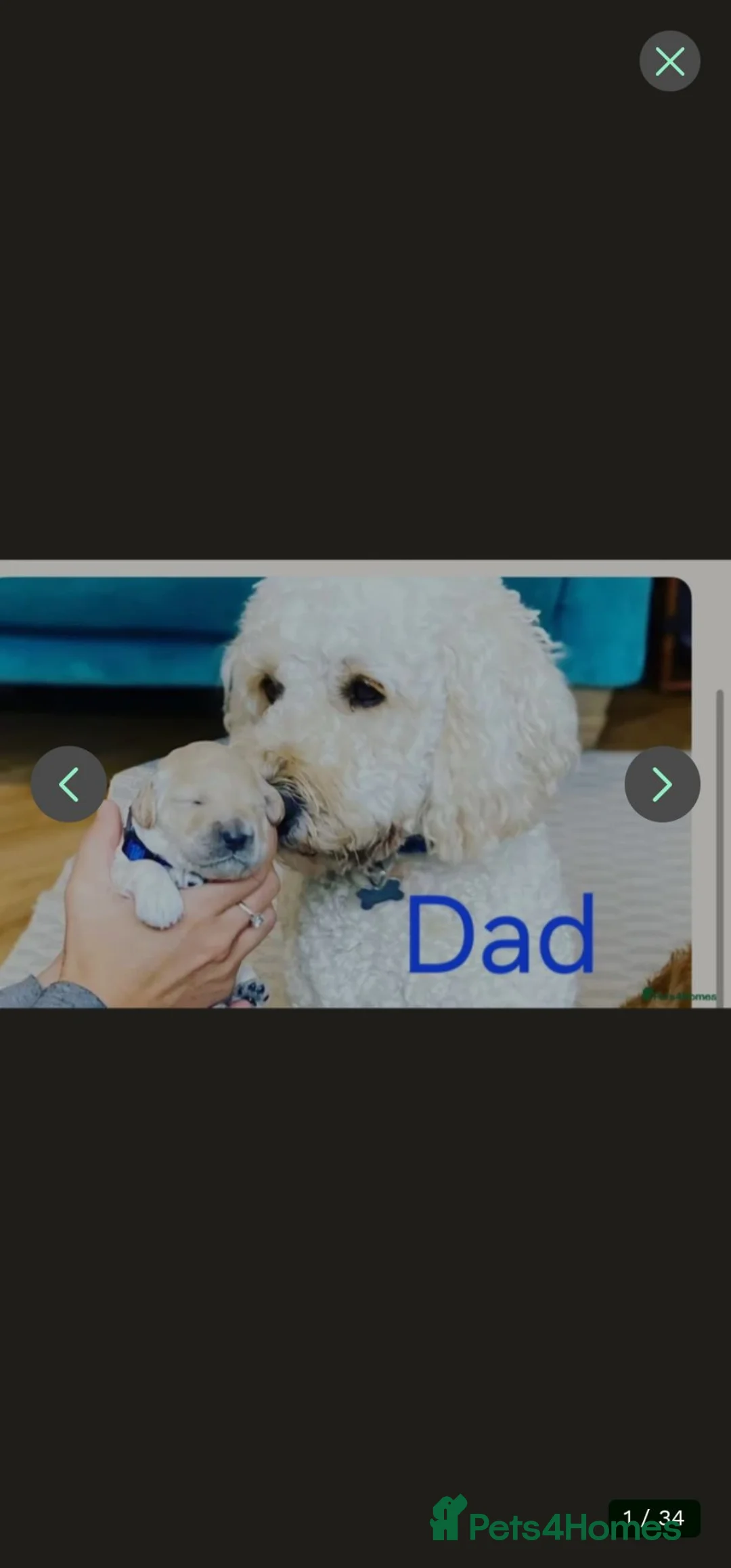 Mini Goldendoodle dogs for sale: Mini Goldendoodle Puppies - Advert 12