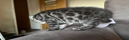 Bengal cats for sale: READY NOW ActiveTICA SilverCharcoal Bengal Kittens - Advert 24
