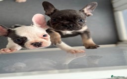 French Bulldog dogs for sale: Playful Frenchie Pups Ready 4 Their Forever Homes - Image 17