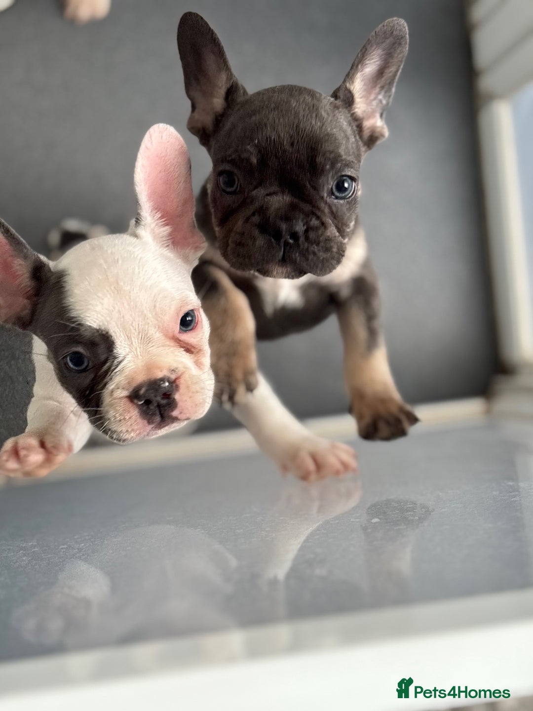 French Bulldog dogs for sale: Playful Frenchie Pups Ready 4 Their Forever Homes - Image 17