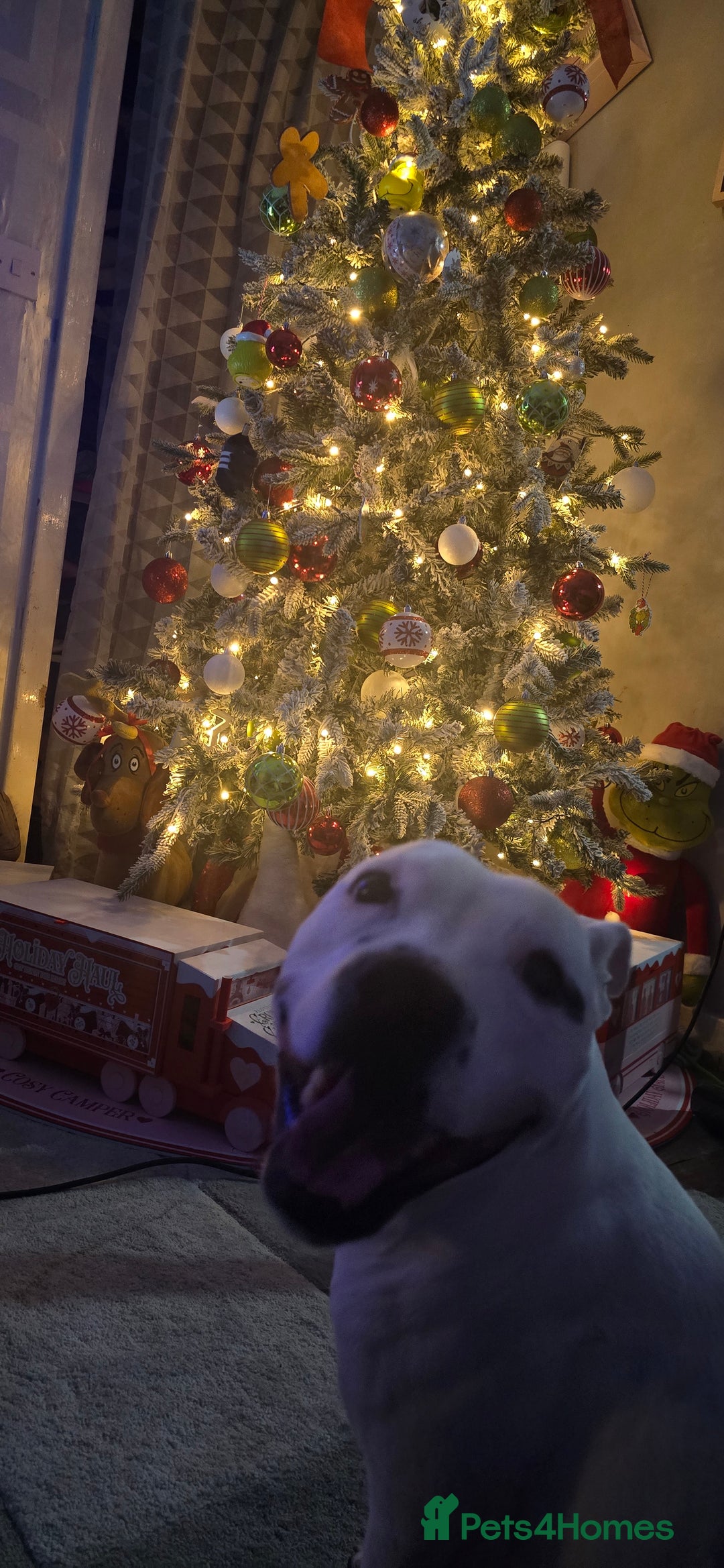 Mixed Breed dogs for sale: Olde english × staffie pups  - Advert 31