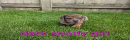 Dachshund dogs for sale: Dachshund pups - Advert 5