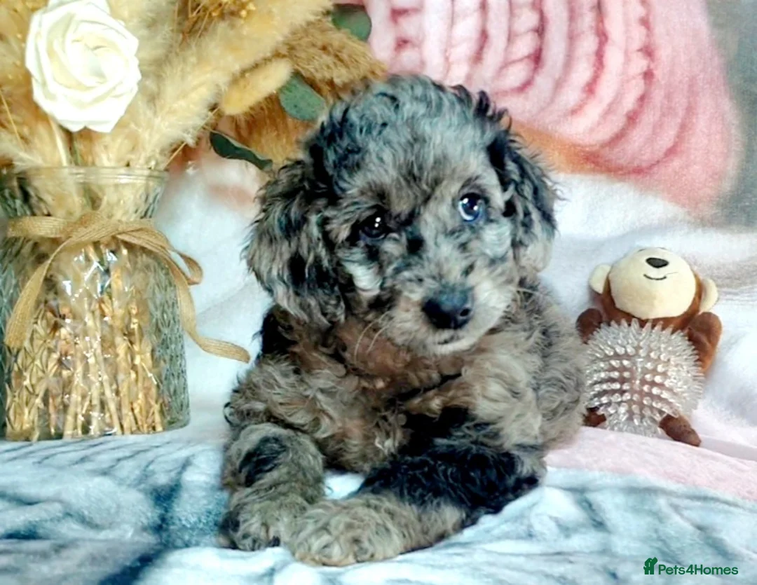 Mixed Breed dogs for sale: STUNNING RARE COLOURS F1B GOLDENDOODLE LITTER - Advert 3