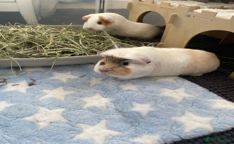 Guinea Pig rodents - Advert 3