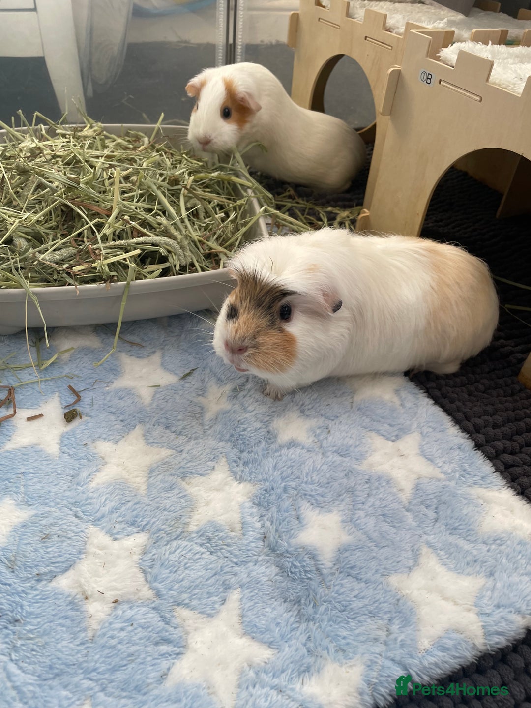 Guinea Pig rodents for sale: Two beautiful & very friendly female Guinea Pigs - Image 1
