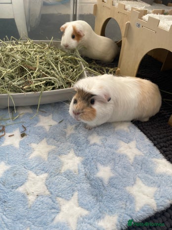 Guinea Pig rodents - Advert 3