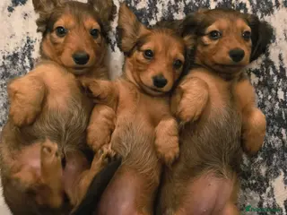 Miniature Dachshund dogs Miniature longhaired dachshunds shaded cream - Advert 9