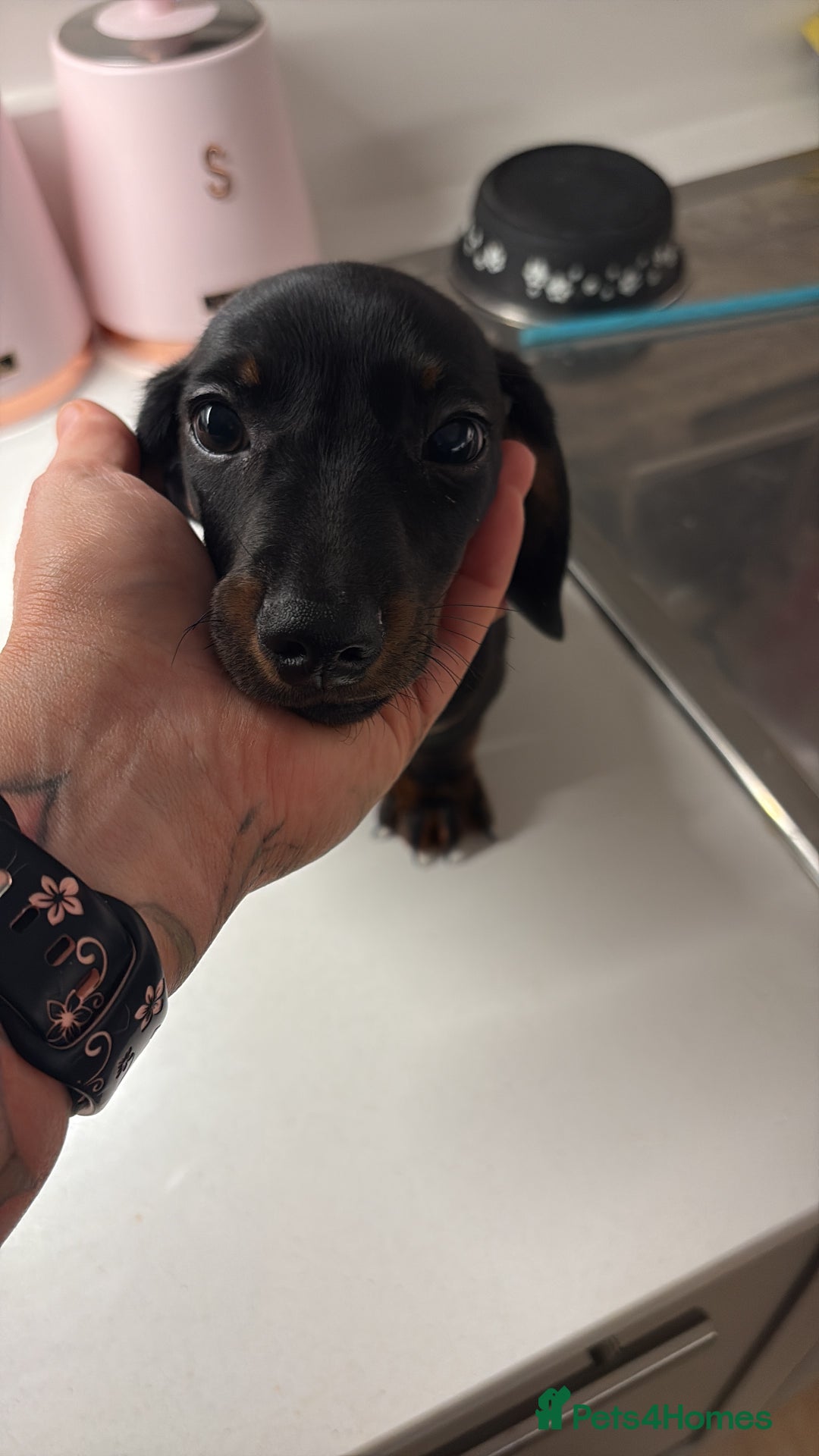 Miniature Dachshund dogs for sale: Miniature Dachshund  - Advert 3