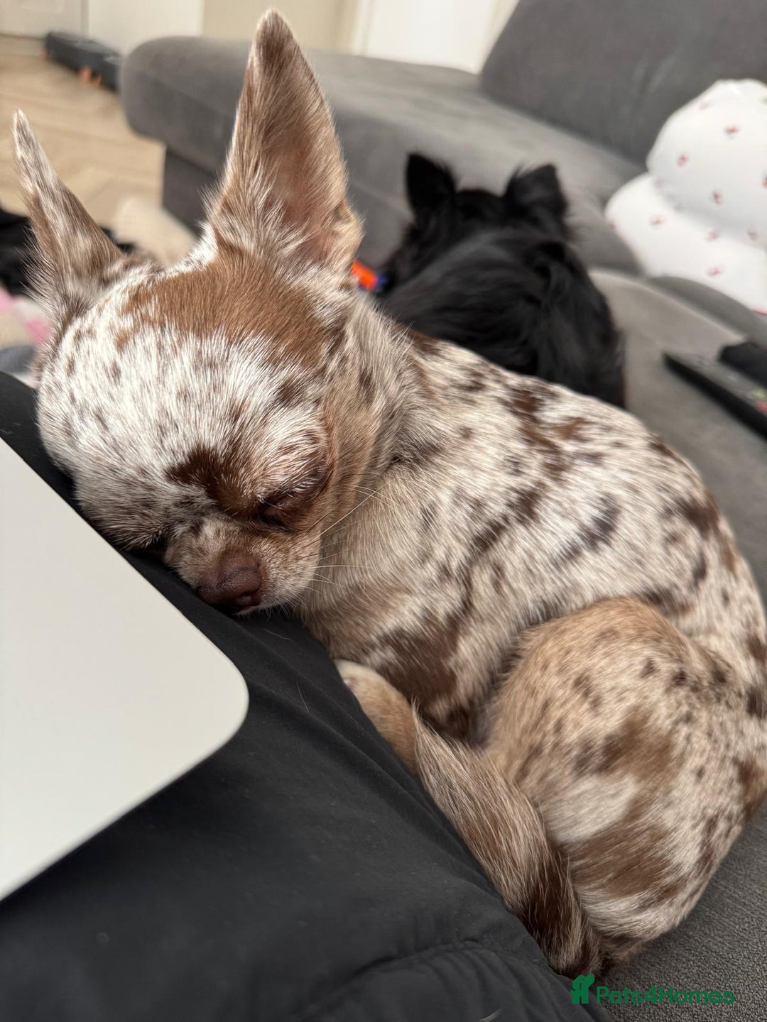 Chihuahua dogs for stud: Beautiful Merle Chihuahua available for stud 🐾 - Image 5