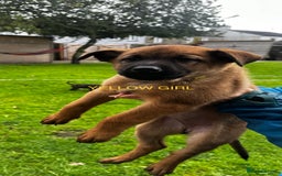 Mixed Breed dogs for sale: Dutch/Belgian malinois   - Image 11