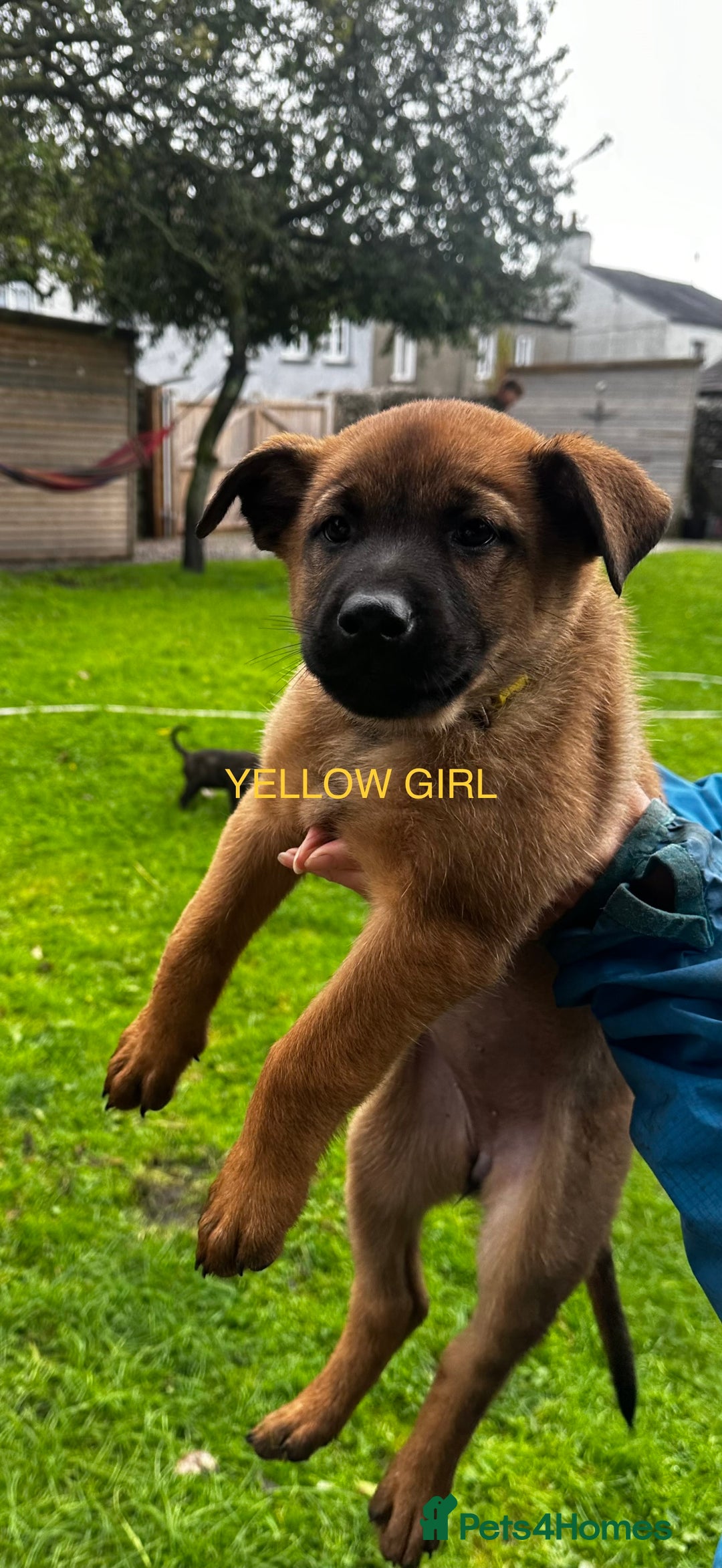 Mixed Breed dogs for sale: Dutch/Belgian malinois   - Image 11