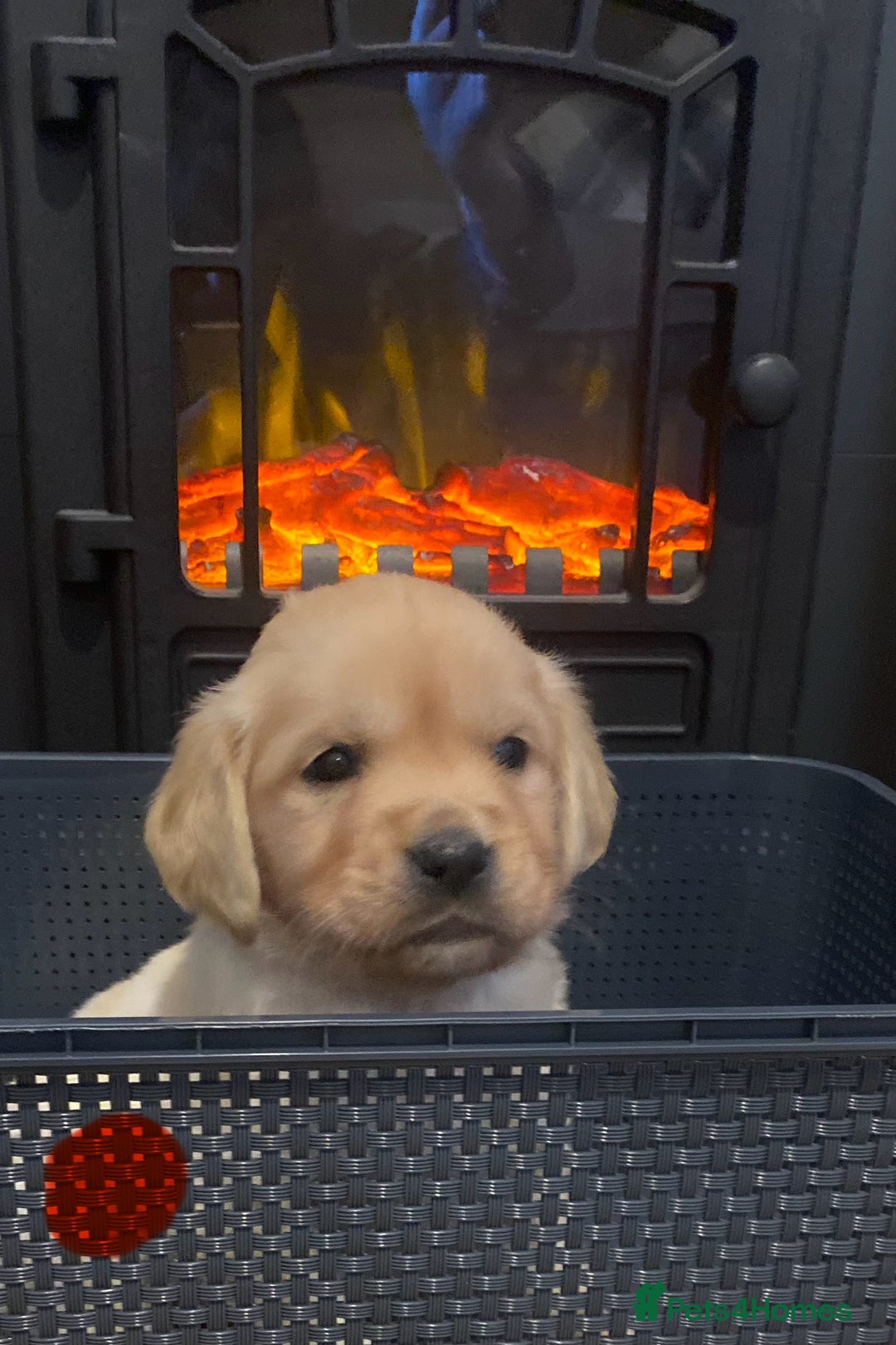 Golden Retriever dogs for sale: Beautiful KC reg Fluffy Golden Retriever Puppies - Image 8