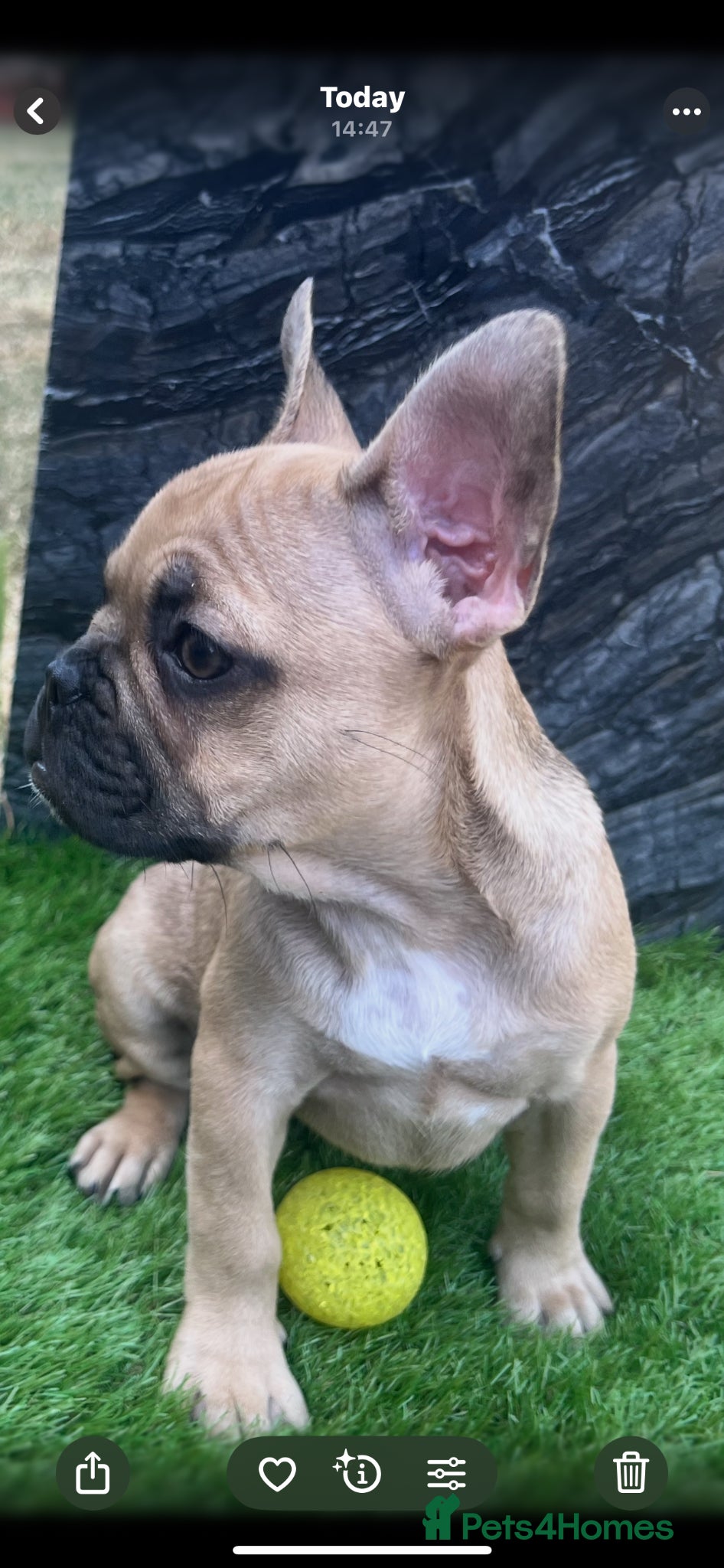 French Bulldog dogs for sale: French bulldog puppys  - Advert 10