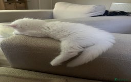 Turkish Angora cats for sale: Beautiful Turkish angora 12 weeks old - Image 2