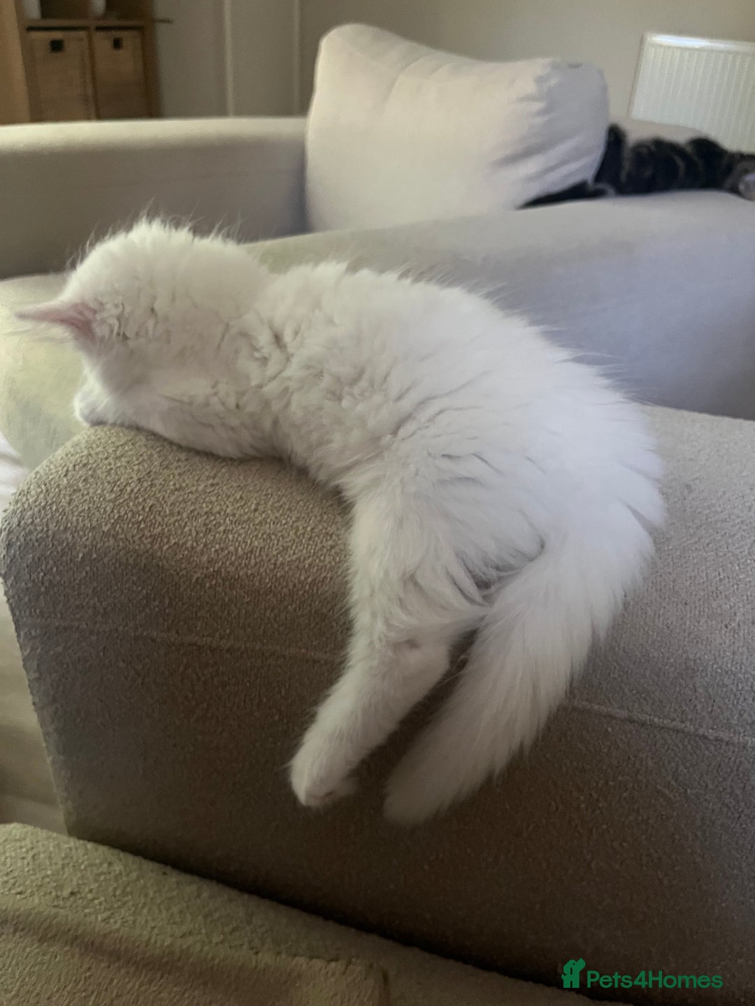 Turkish Angora cats for sale: Beautiful Turkish angora 12 weeks old - Image 2