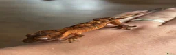 Gecko reptiles for sale: Crested gecko Unsexed hatched March - Advert 2