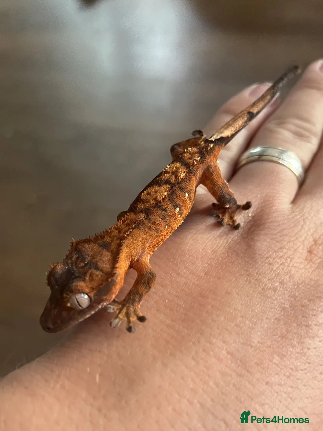 Gecko reptiles for sale: Crested gecko Unsexed hatched March - Advert 2