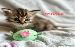 Persian cats for sale: **LAST ONE** Stunning pure Persian Kittens PKD Neg - Image 14