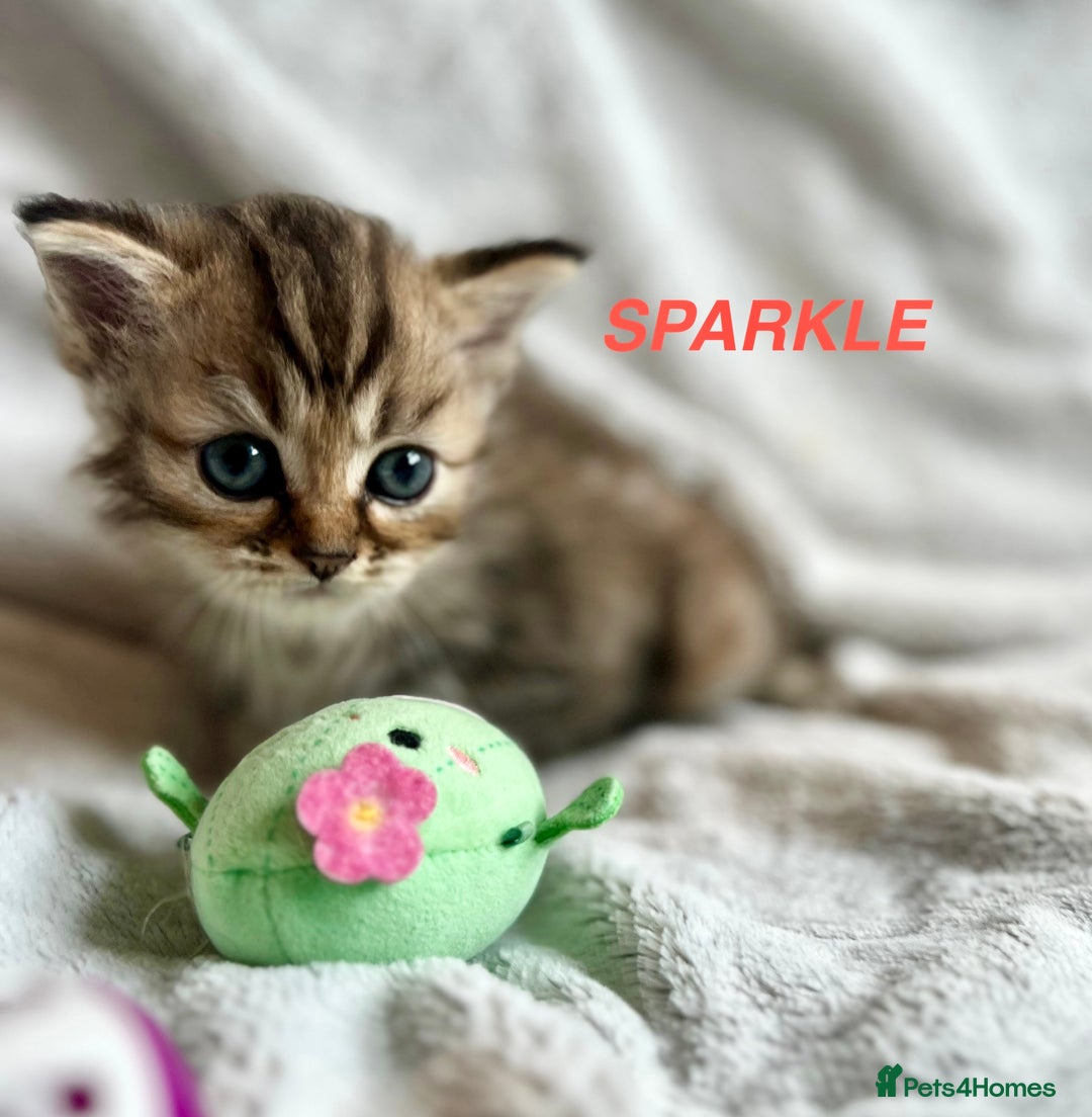 Persian cats for sale: **LAST ONE** Stunning pure Persian Kittens PKD Neg - Image 14