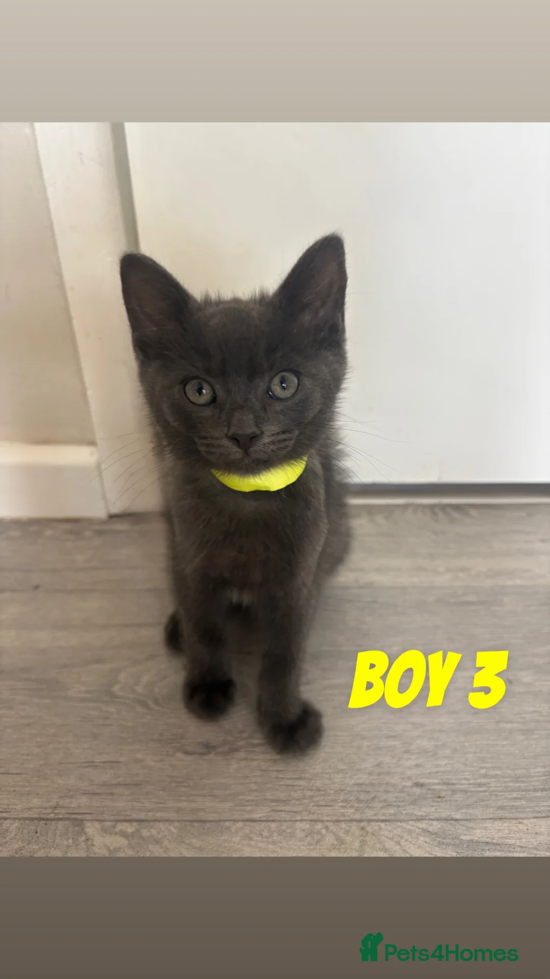 Mixed Breed cats for sale: Russian Blue/Raggamuffin kittens for sale  - Advert 2