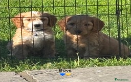 Cockapoo dogs for sale: F1 Cockapoo Puppies DNA hereditary clear - Image 11