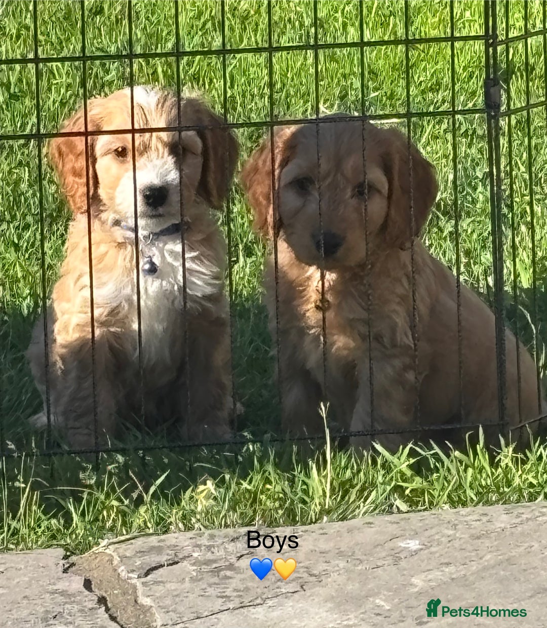 Cockapoo dogs for sale: F1 Cockapoo Puppies DNA hereditary clear - Image 11
