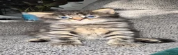 Mixed Breed cats for sale: Beautiful 🐈‍⬛ kittens x - Advert 29