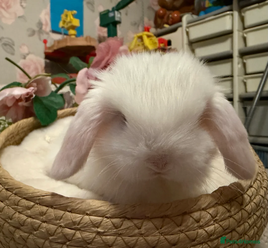 Mini Lop rabbits for sale: Mini lops - Advert 1