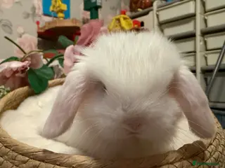 Mini Lop rabbits Mini lops - Advert 17