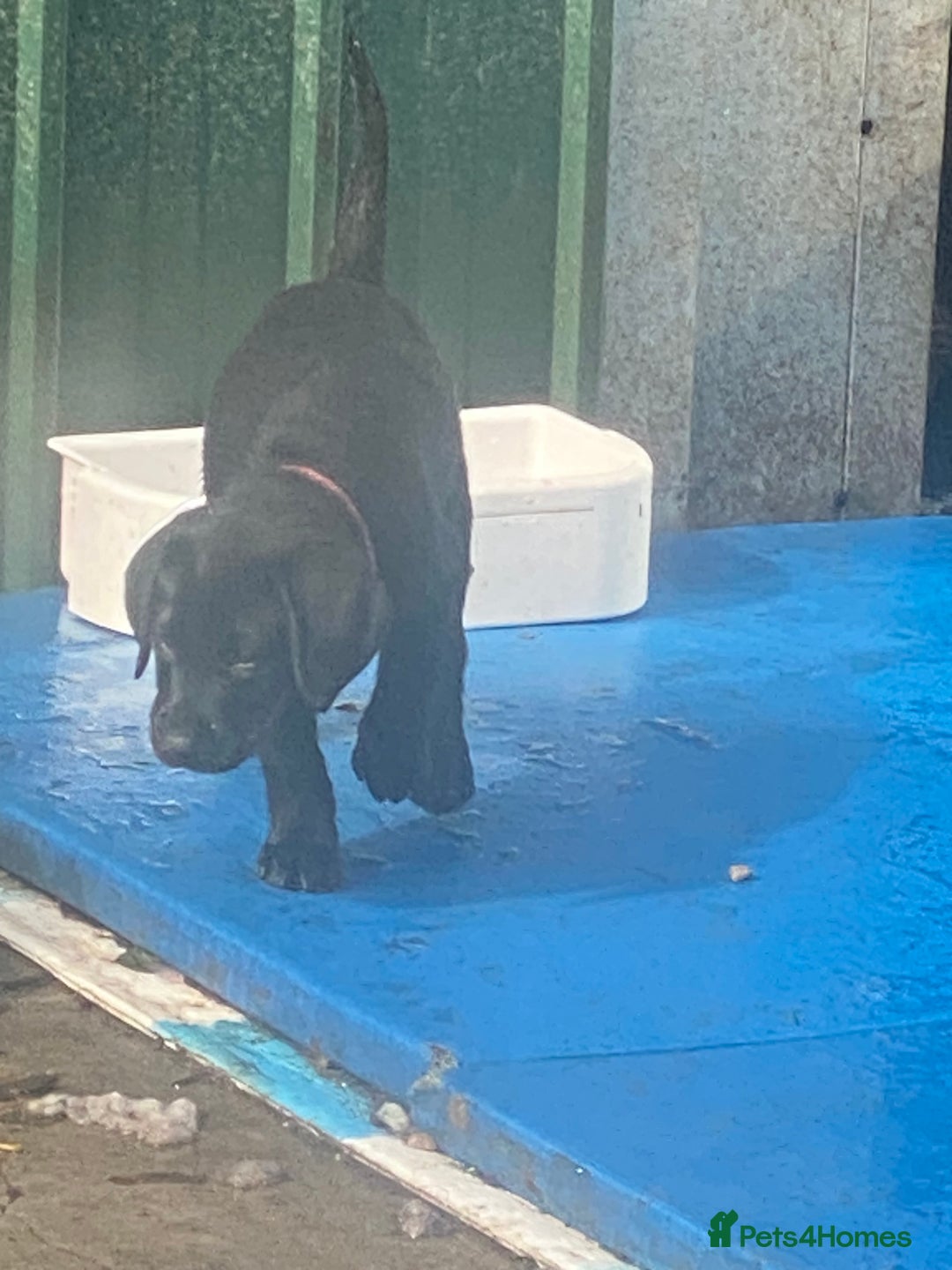 Labrador Retriever dogs for sale: Kc Labrador puppy ALLinjectionsfleawormchipinsured - Image 38