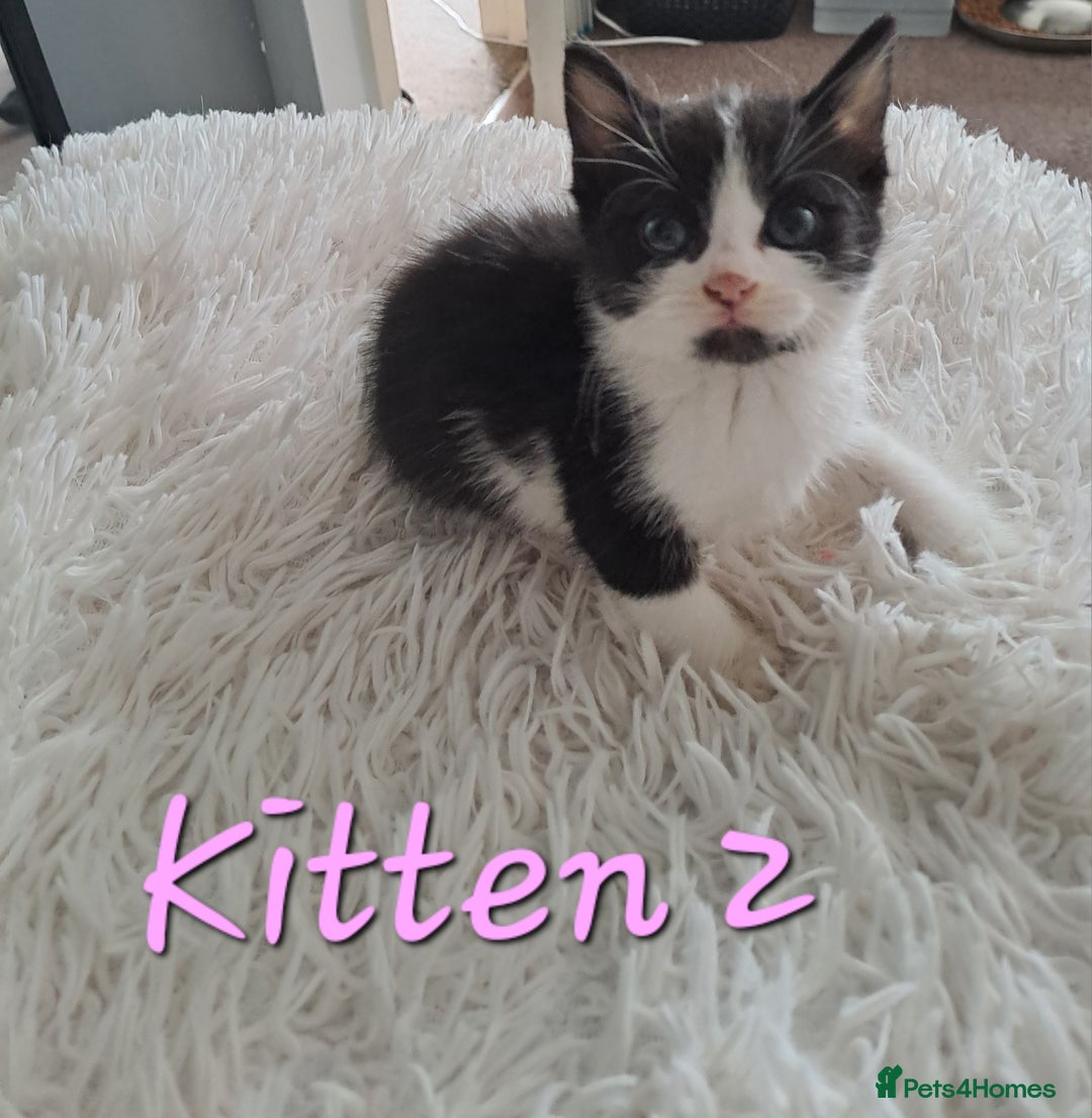 Mixed Breed cats for sale: 4 Stunning kittens for sale - Image 10