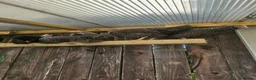 Chickens poultry for sale: Point of Lay Silver/Light Sussex & Speckeldy hens - Advert 3