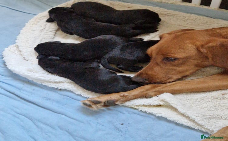 Labrador Retriever dogs - Advert 12