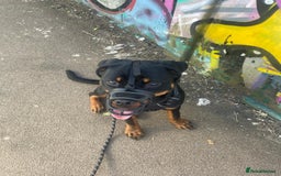 Rottweiler dogs for sale: 8 Month old female , Rottweiler  - Image 2
