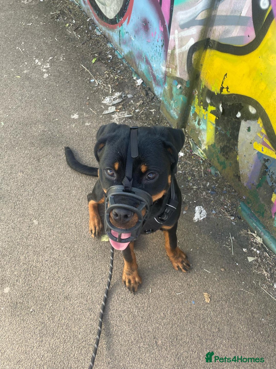 Rottweiler dogs for sale: 8 Month old female , Rottweiler  - Image 2